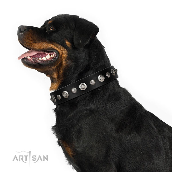 Strong natural leather dog collar with incredible decorations