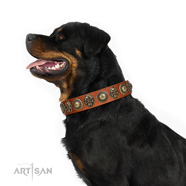 Stunning leather collar for your beautiful pet