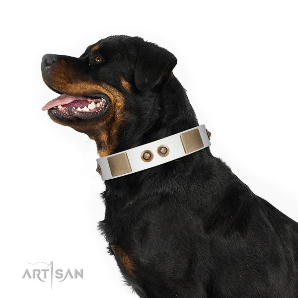 Fancy walking dog collar of leather with designer embellishments