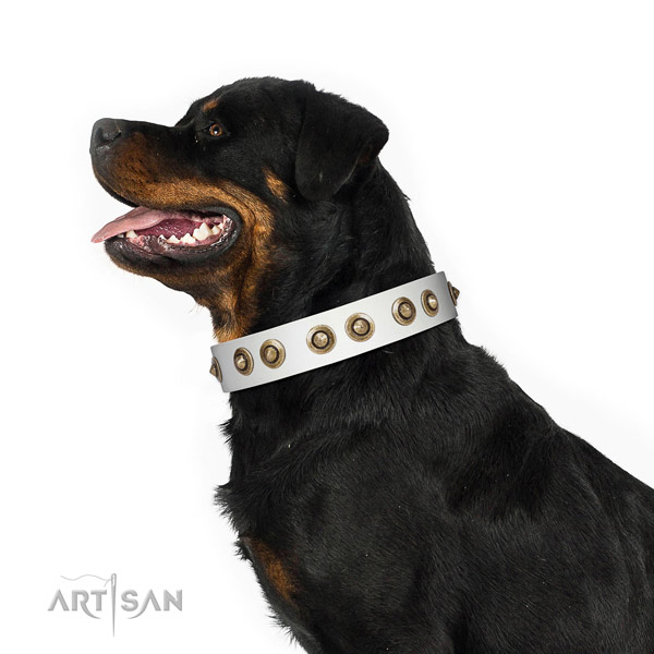 Basic training dog collar of genuine leather with inimitable studs