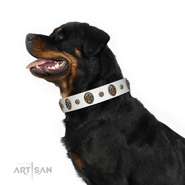 Basic training dog collar of leather with amazing embellishments
