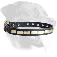 Leather Rottweiler Collar Equipped with steel old brass plated Buckle