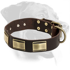 Leather Rottweiler Collar with Brass Decorations