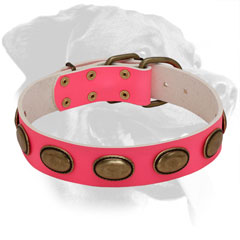 Rittweiler Collar Made of Leather with Brass Fittings
