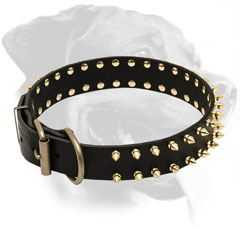 Leather Rottweiler Collar Equipped with Brass Fittings