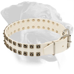 Leather Rottweiler Collar Decorated with Brass Studs