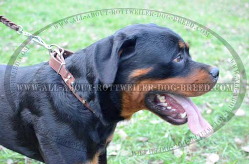 Designer Leather Rottweiler Collar with Fabulous Metal Decoration