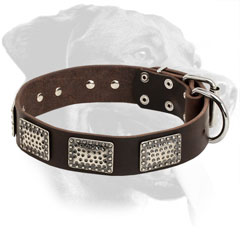 Rottweiler Collar Made of Leather with Nickel Buckle