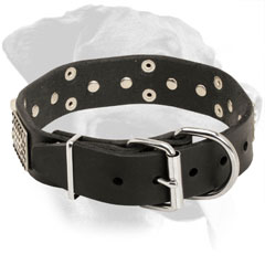 Leather Rottweiler Collar Decorated with Nickel Fittings