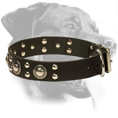 Rottweiler Collar Made of Leather Equipped with Nickel Fittings