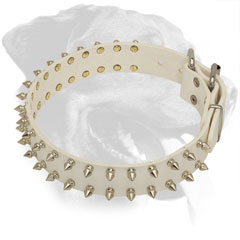 Leather Rottweiler Collar with Shining Nickel Fittings