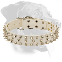 Leather Rottweiler Collar with Shining Nickel Fittings
