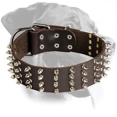 Leather Rottweiler Collar Decorated with Nickel Spikes