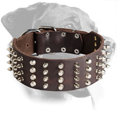 Leather Rottweiler Collar Decorated with Nickel Spikes