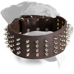 Leather Rottweiler Collar Decorated with Nickel Spikes