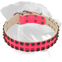 Leather Rottweiler Collar Decorated with Nickel Studs