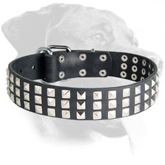 Leather Rottweiler Collar with Nickel Studs