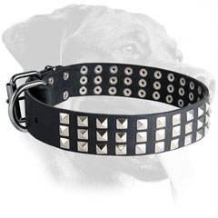 Rottweiler Collar Made of Leather with Riveted Decorations
