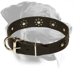 Studded Leather Rottweiler Collar with Steel Nickel Plated Hardware