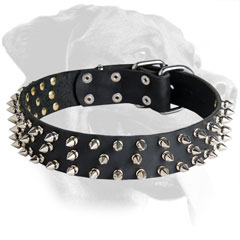 Gorgeous Leather Rottweiler Collar with Three Rows of Spikes