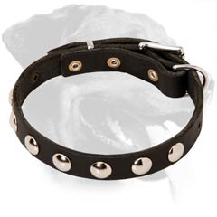 Walking Leather Rottweiler Collar with Hand Set Nickel Studs