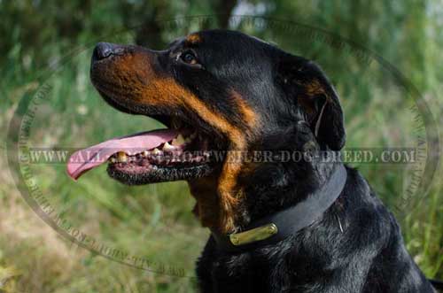 Multipurpose Rottweiler Breed Leather Collar with ID tag