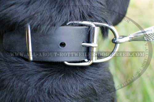 Rottweiler Dog Plated Leather Collar with Reliable Buckle