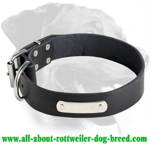 classy dog collars