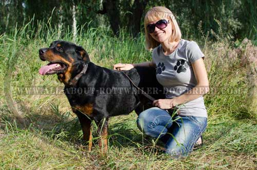 Rottweiler Dog Awesome Leather Collar with circles