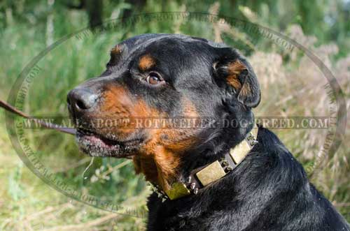 Rottweiler Spiked Leather Collar for walking