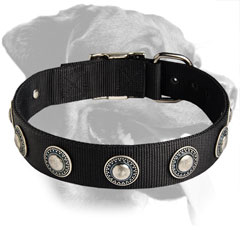 Rottweiler Nylon Collar decorated with silver circles