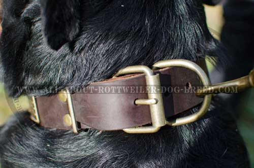 Rottweiler Plated Leather Collar with Brass Buckle