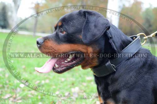 Extra Strong Leather Dog Collar for Rottweiler Training