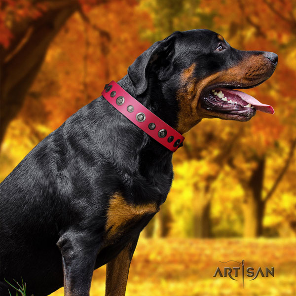 Rottweiler handmade collar with incredible adornments for your four-legged friend