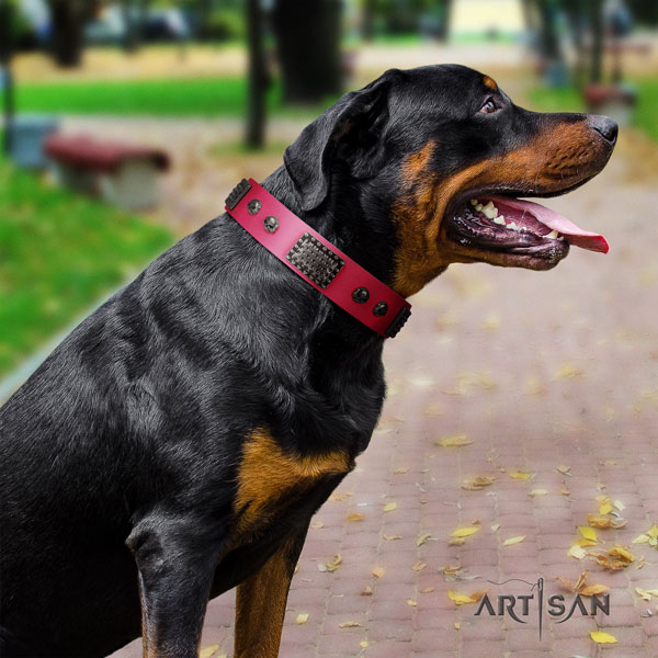Rottweiler fine quality full grain leather dog collar with stunning embellishments