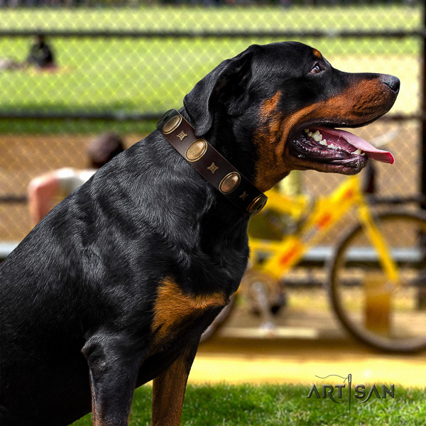 Rottweiler handy use full grain leather collar for your handsome doggie