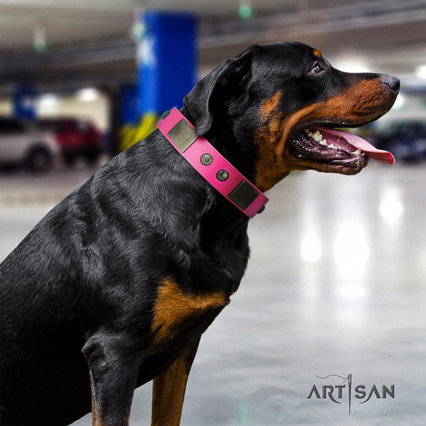 Rottweiler comfy wearing leather collar for your beautiful pet