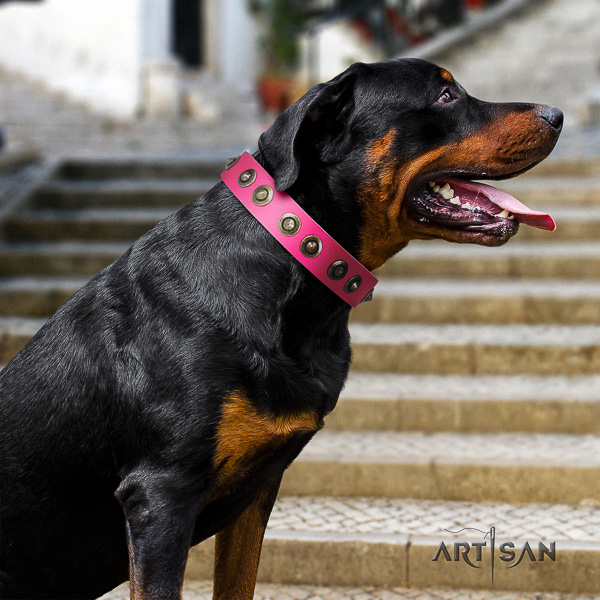 Rottweiler fancy walking full grain leather collar for your handsome canine
