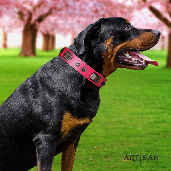 Rottweiler convenient collar with amazing adornments for your pet