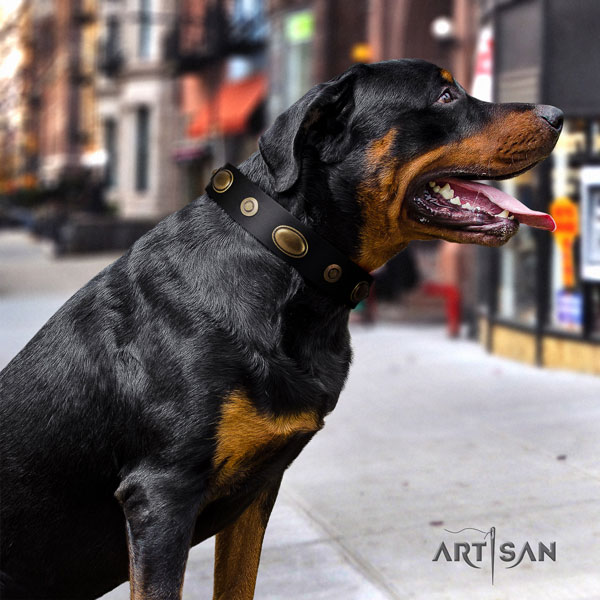 Rottweiler adjustable genuine leather dog collar with stylish design studs