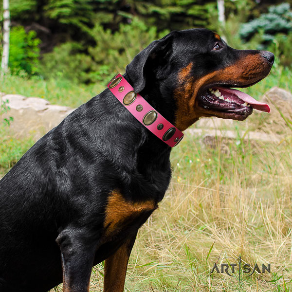 Rottweiler comfortable wearing genuine leather collar for your handsome pet
