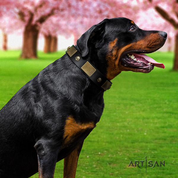 Rottweiler daily use full grain leather collar for your beautiful four-legged friend