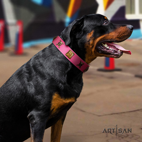 Rottweiler everyday use full grain leather collar for your handsome dog