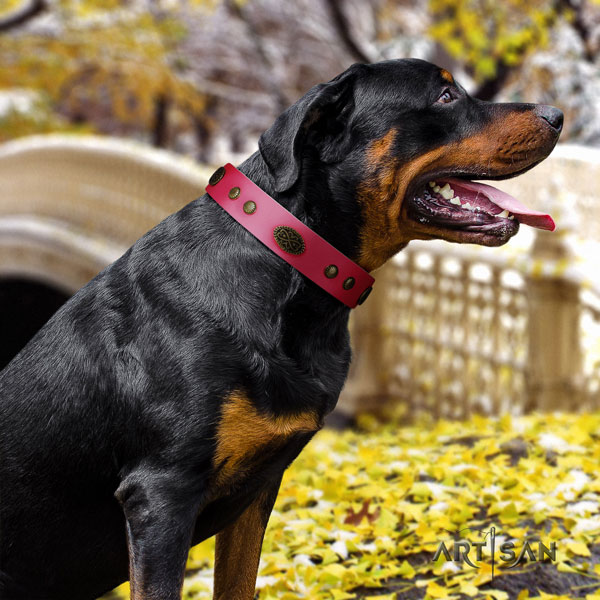 Rottweiler handcrafted natural genuine leather dog collar with trendy adornments