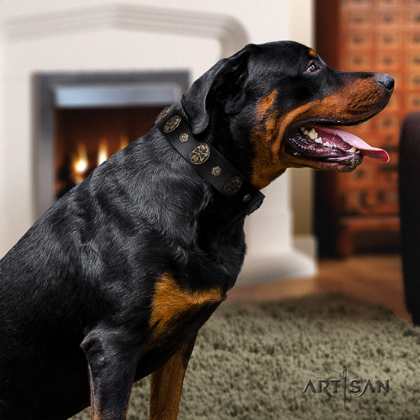 Rottweiler handy use genuine leather collar for your impressive canine