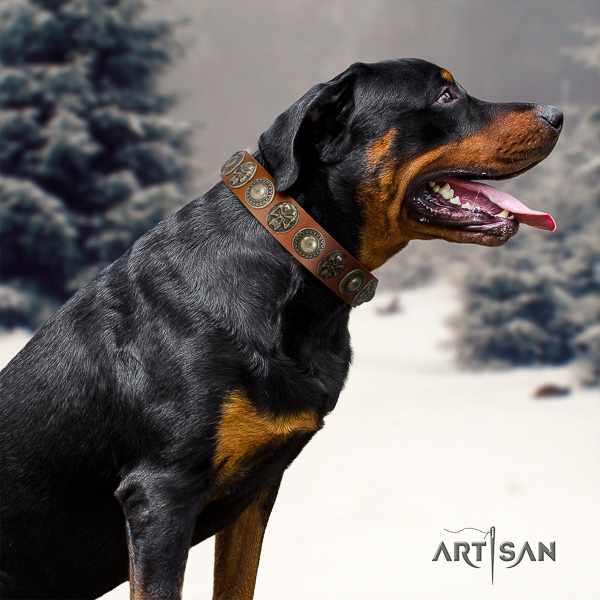 Rottweiler comfortable wearing full grain natural leather collar for your impressive dog