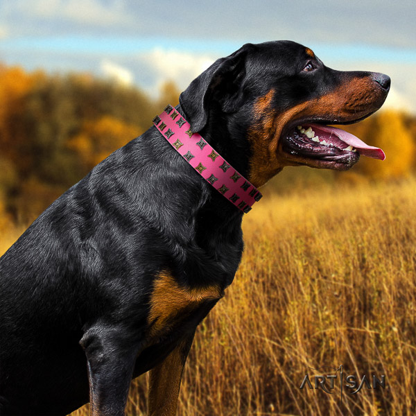 Rottweiler comfy wearing full grain leather collar for your stylish canine