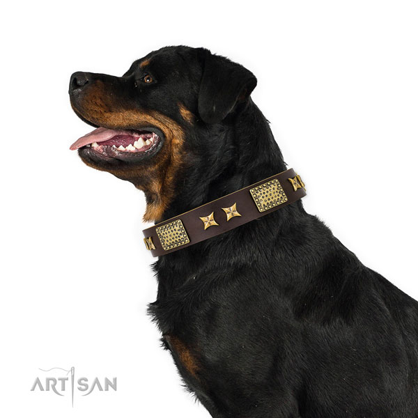 Rottweiler stunning genuine leather dog collar for handy use