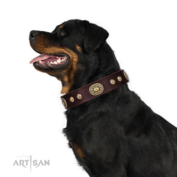 Rottweiler convenient full grain genuine leather dog collar for stylish walking