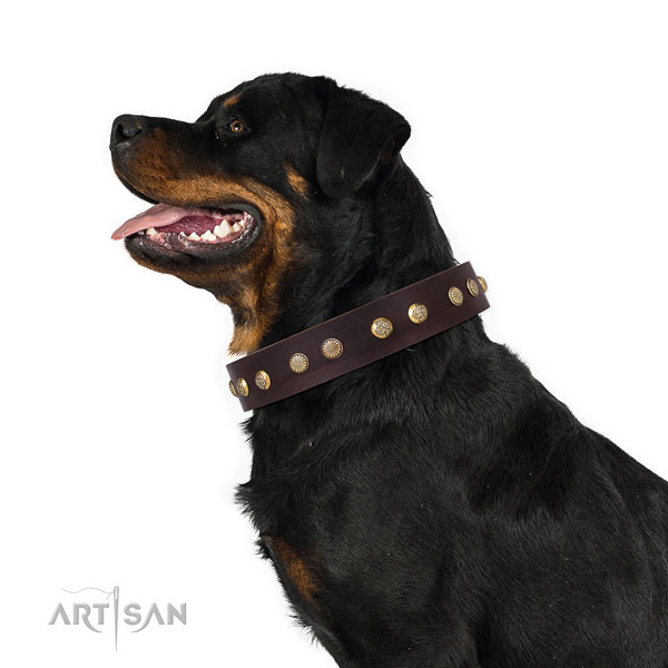 Rottweiler handcrafted full grain natural leather dog collar for walking